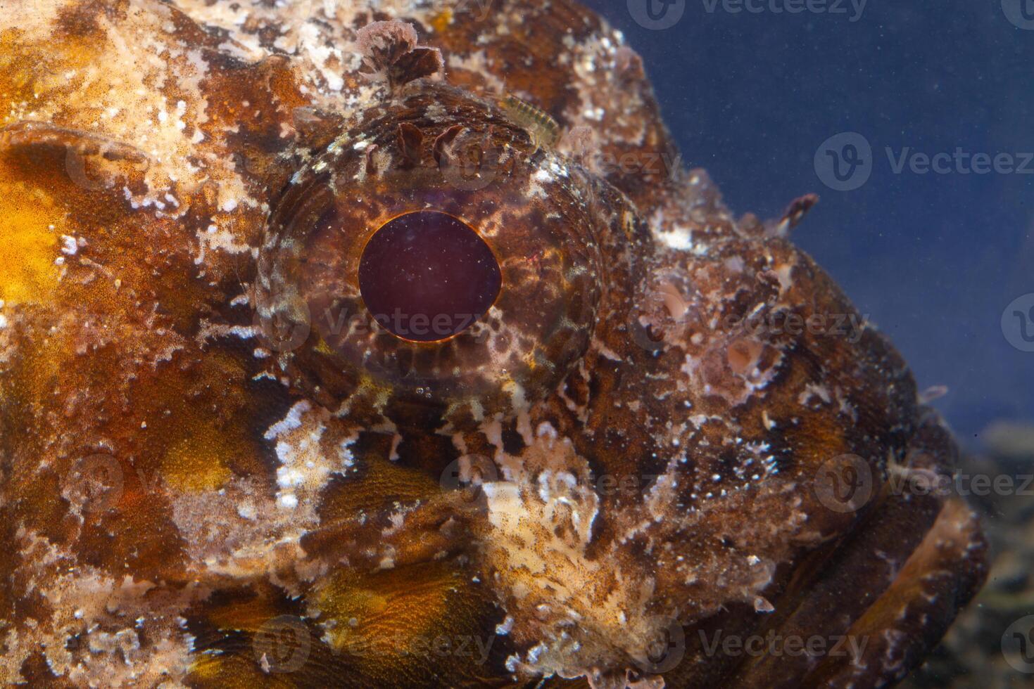 Poisonous dangerous fish, European black scorpionfish Scorpaena porcus, Fish of the Black Sea photo