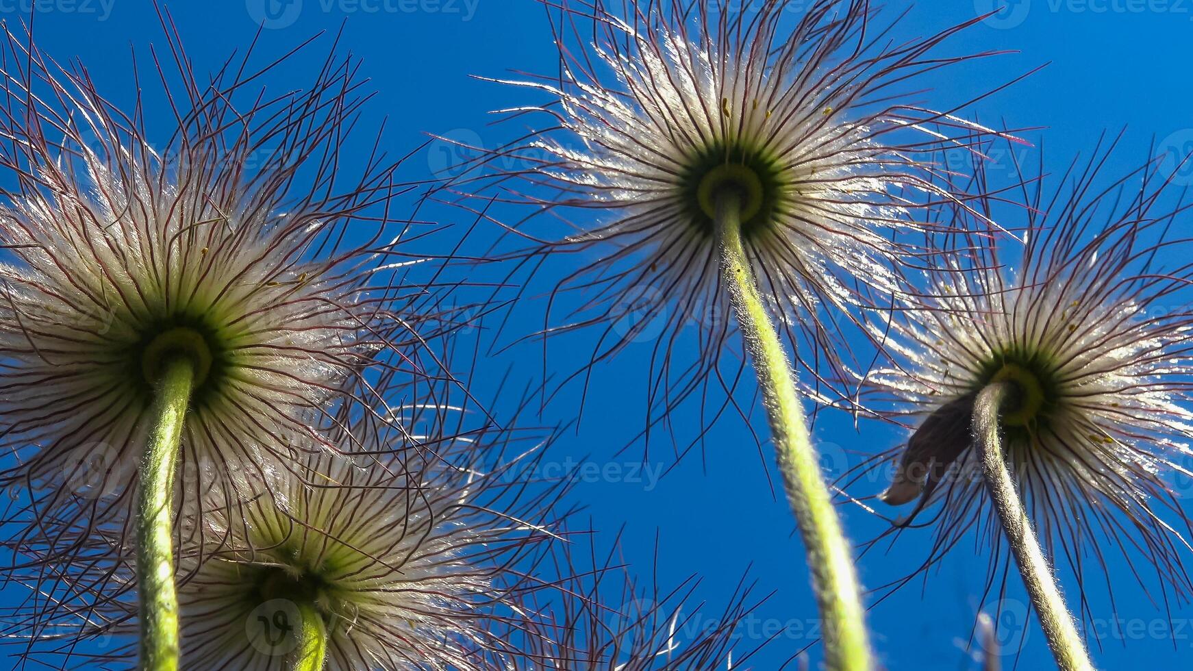 cutleaf anemone Pulsatilla patens, Red Book Ukraine photo