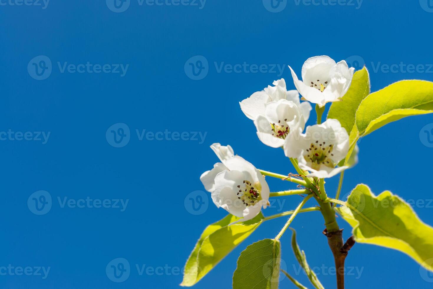 Flowering pear branch against the blue sky, Ukraine photo