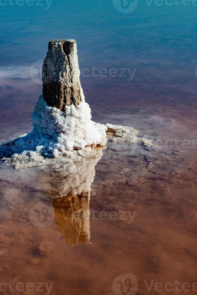Salt Lake. Self-settling salt on wooden logs. Hypersaline water in a drying lake photo