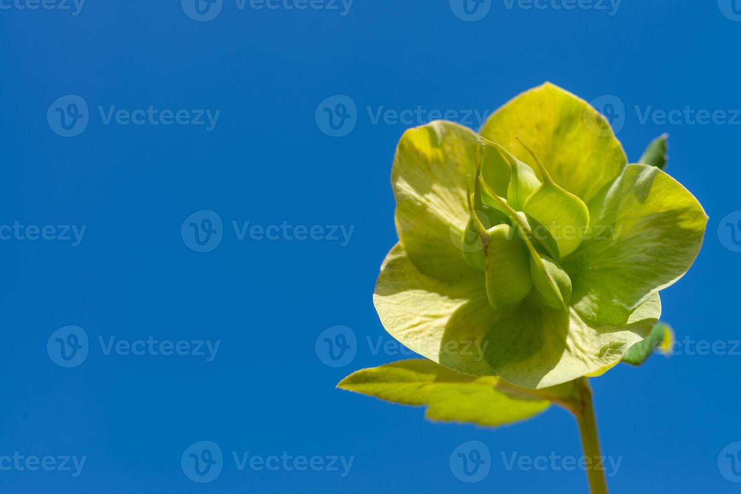 Christmas rose Hellebores Hellebore sp., yellow-green flowers against the blue sky photo