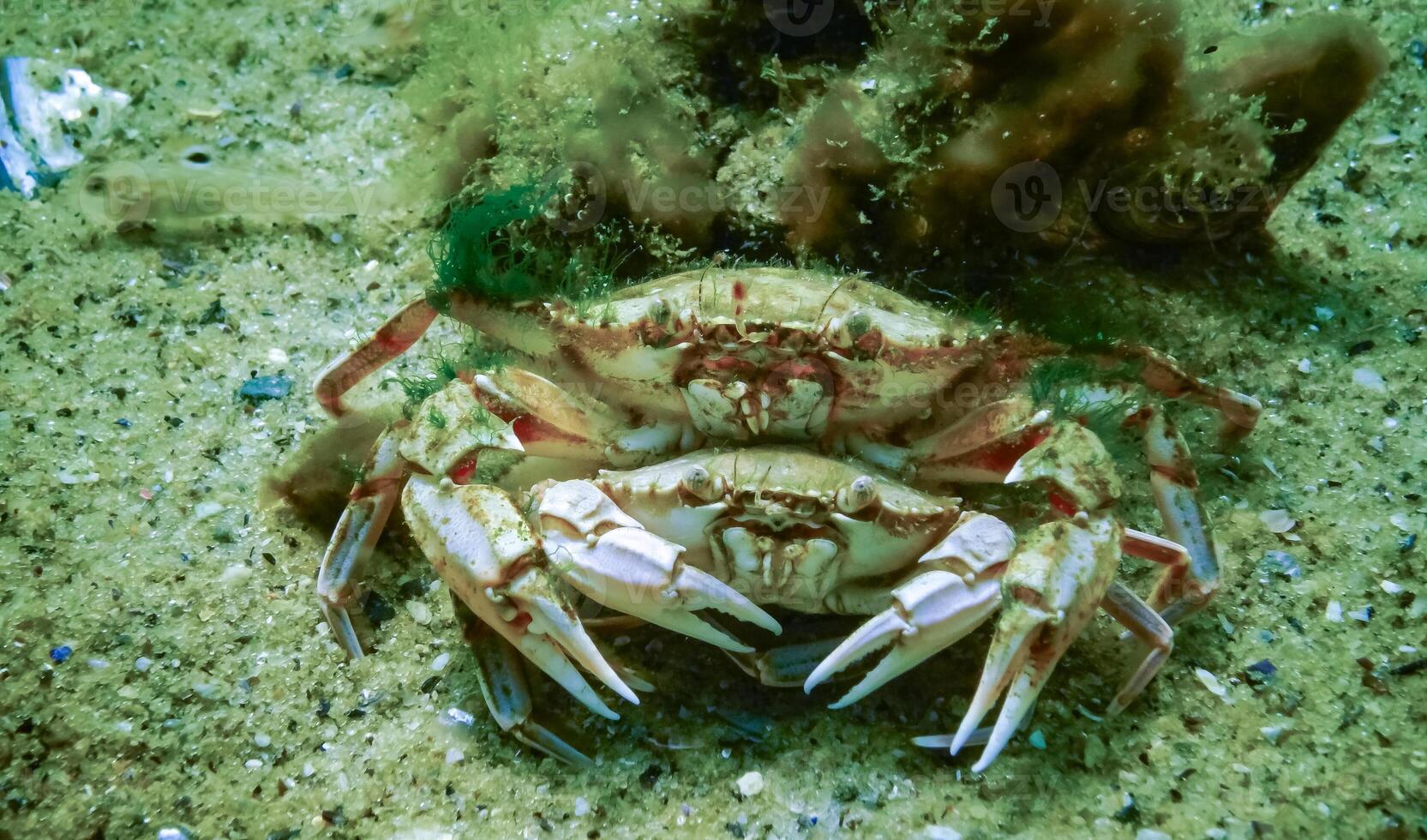 Male and female Swimming crab Macropipus holsatus before breeding, close-up photo