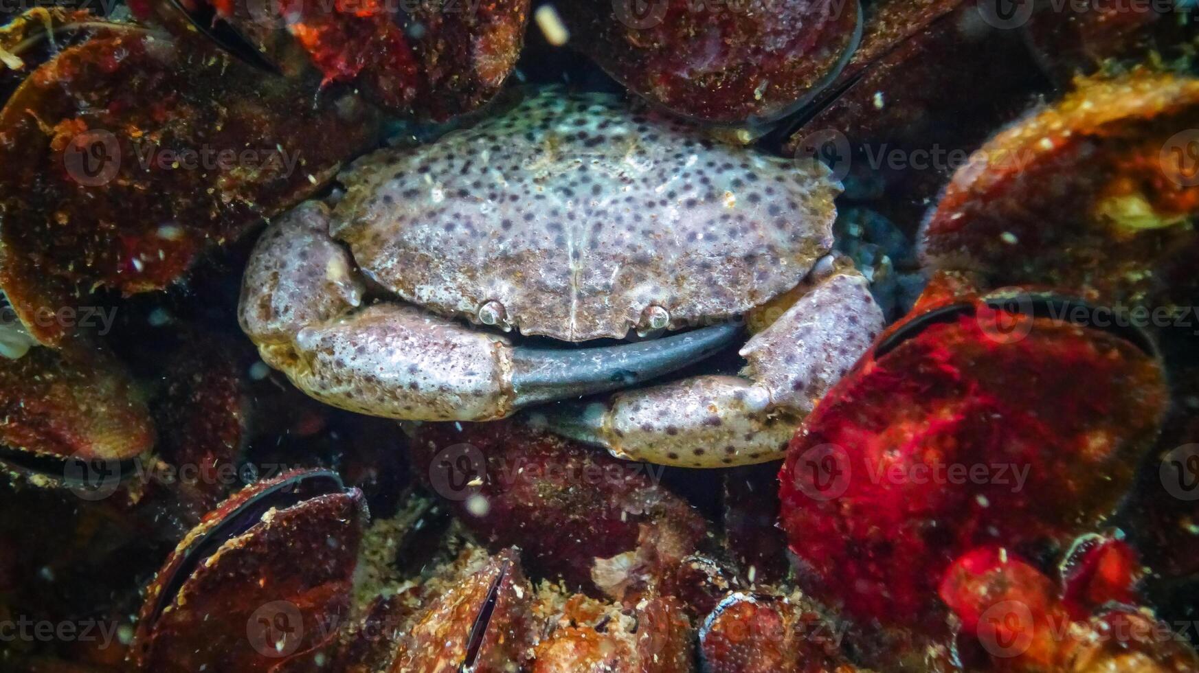 Jaguar round crab Xantho poressa. Fauna of the Black Sea photo