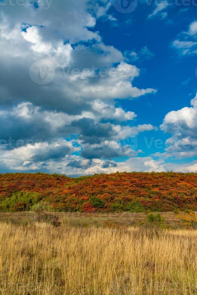 Smoketree, smoke bush Cotinus obovatus, thickets of bushes with red autumn leaves against the background of yellow steppe vegetation and white clouds photo