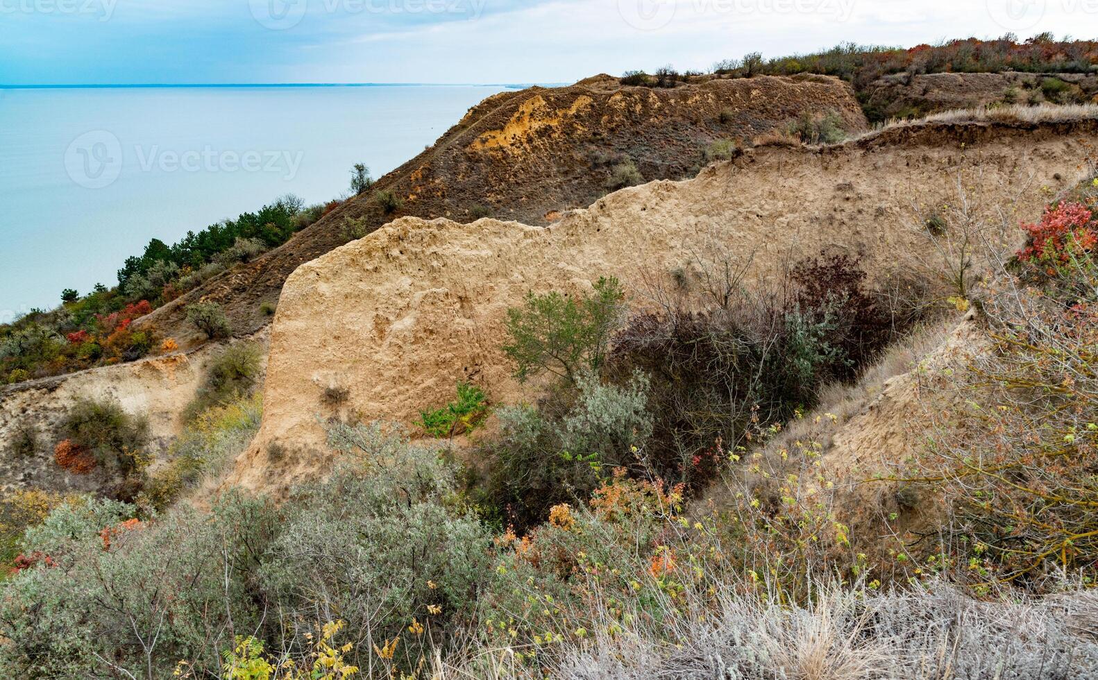 The natural landscape of the south of Ukraine, the slopes of the Dniester estuary, overgrown with European smoketree Cotinus coggygria and steppe herbs photo