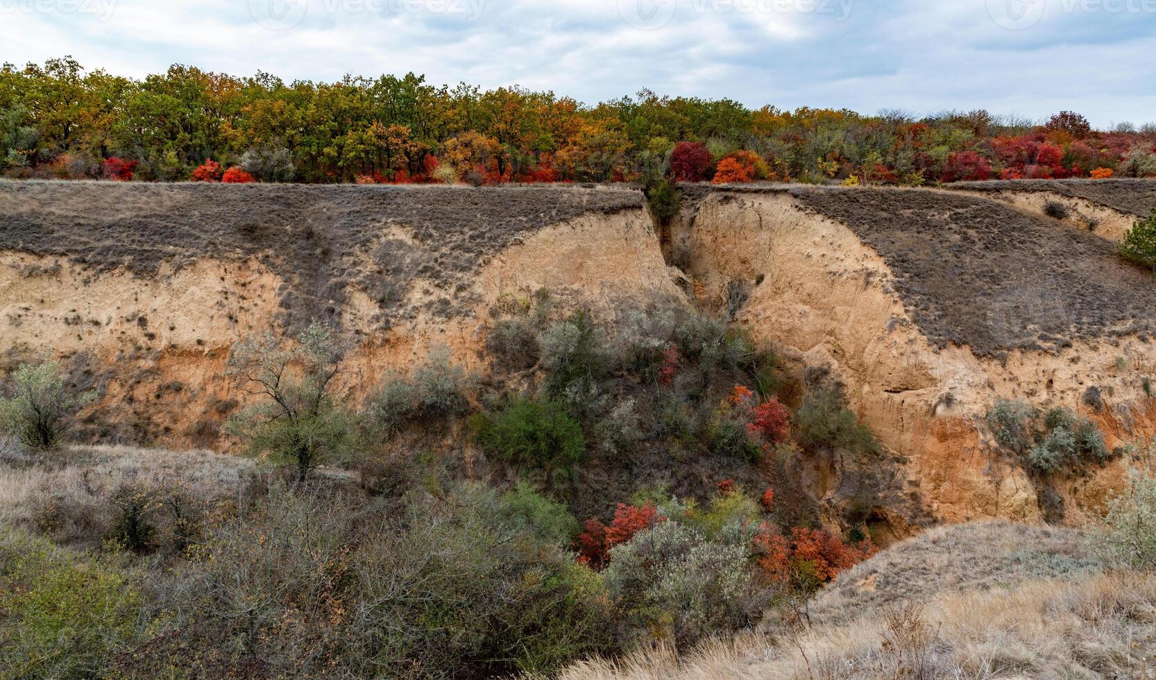 The natural landscape of the south of Ukraine, the slopes of the Dniester estuary, overgrown with European smoketree Cotinus coggygria and steppe herbs photo