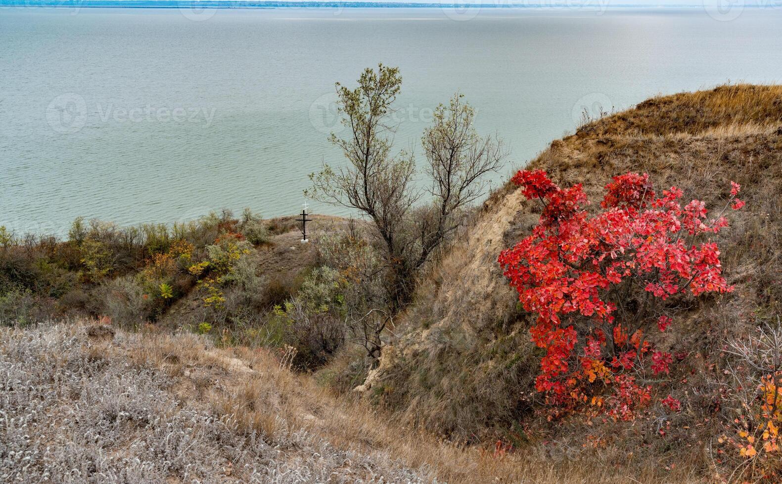 The natural landscape of the south of Ukraine, the slopes of the Dniester estuary, overgrown with European smoketree -Cotinus coggygria- and steppe herbs photo
