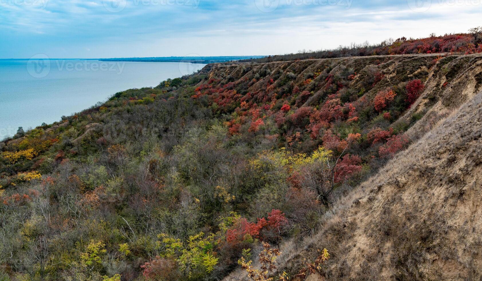 The natural landscape of the south of Ukraine, the slopes of the Dniester estuary, overgrown with European smoketree -Cotinus coggygria- and steppe herbs photo