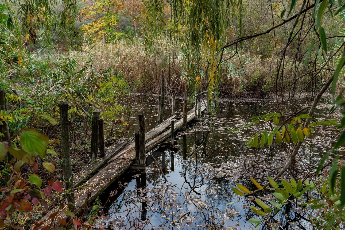 Old broken rotten wooden bridge on an overgrown pond surrounded by trees photo