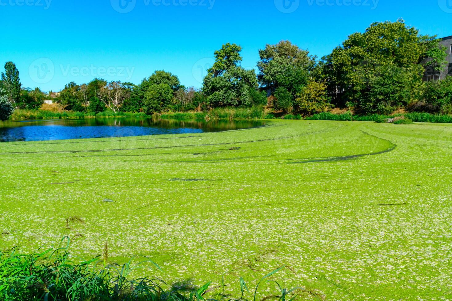 Picturesque eutrophic pond covered with green Duckweed and Wolfia algae, surrounded by lush plants and an old building that evokes tranquility. photo