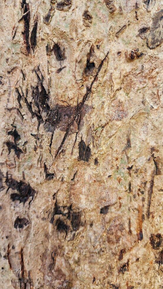 a close up of a piece of wood with a lot of different types of paint photo