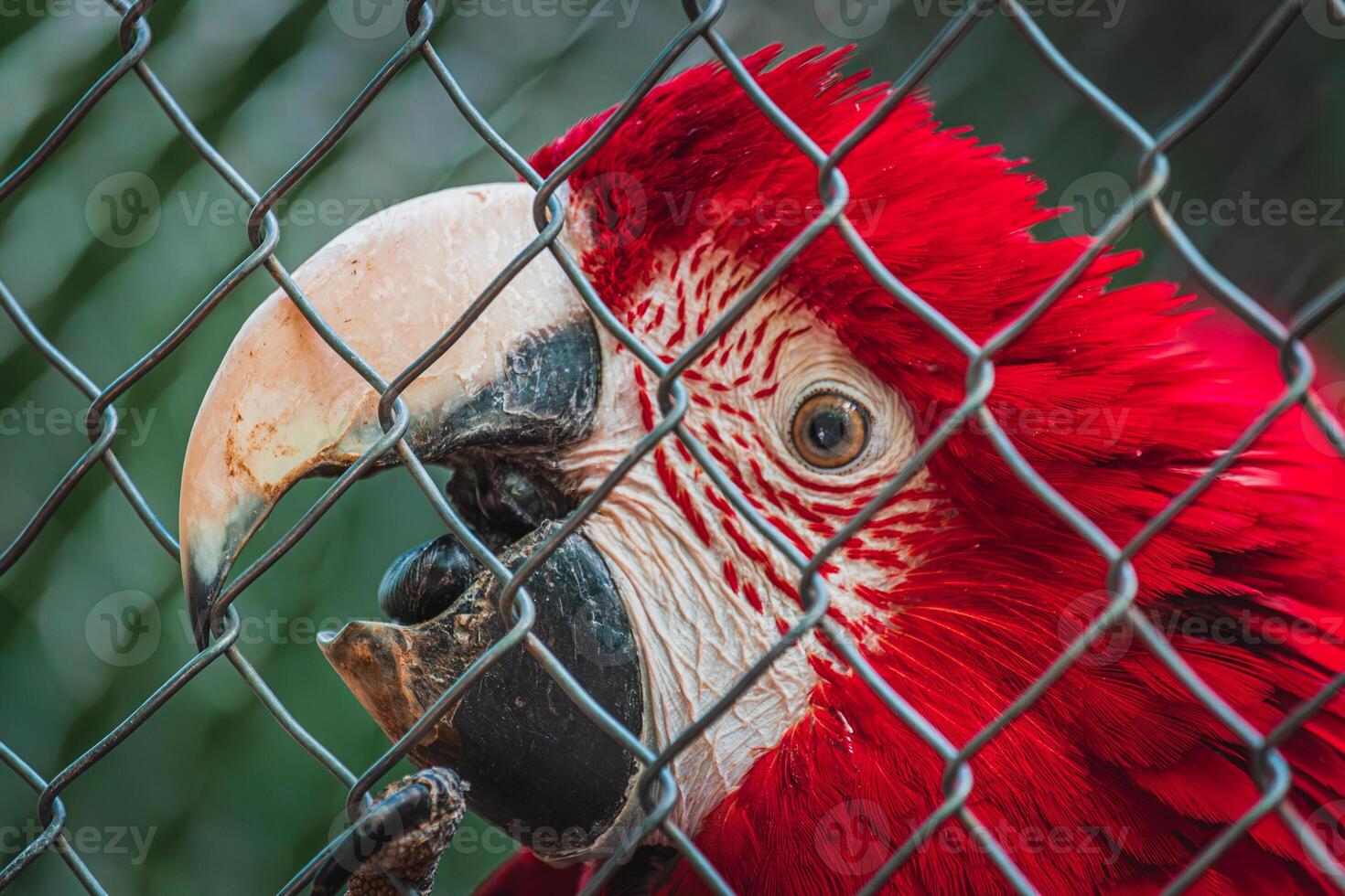 portrait of red macaw parrot at the Papago Park Croatia photo