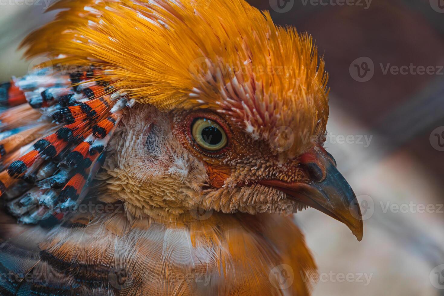 Chrysolophus pictus, Golden pheasant beautiful bird with very colorful photo
