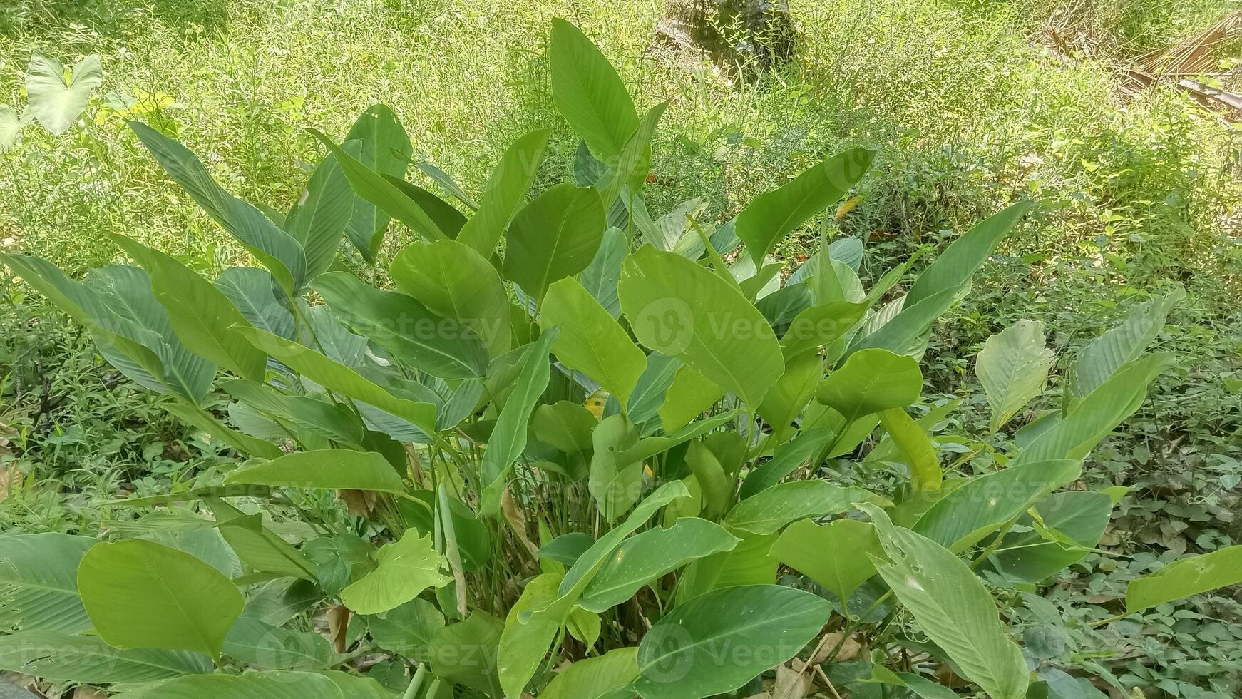 A close-up of a vibrant green plant with large leaves growing in a lush green garden. photo
