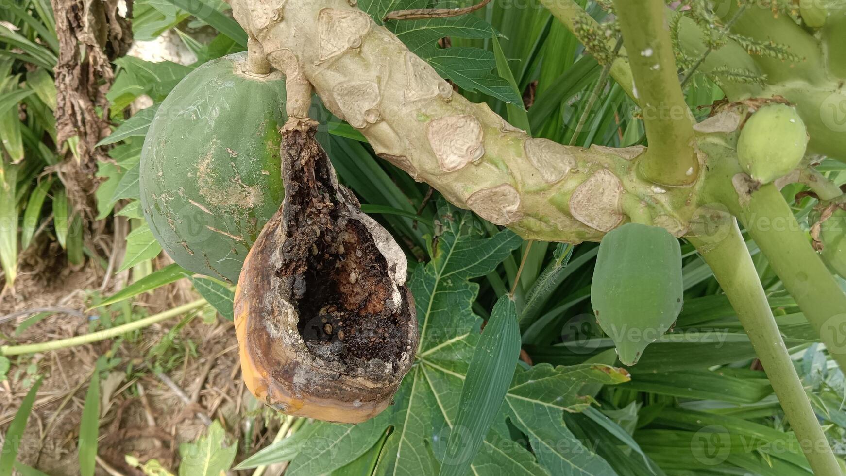 A papaya fruit on a tree with a large, decayed area on its side. photo