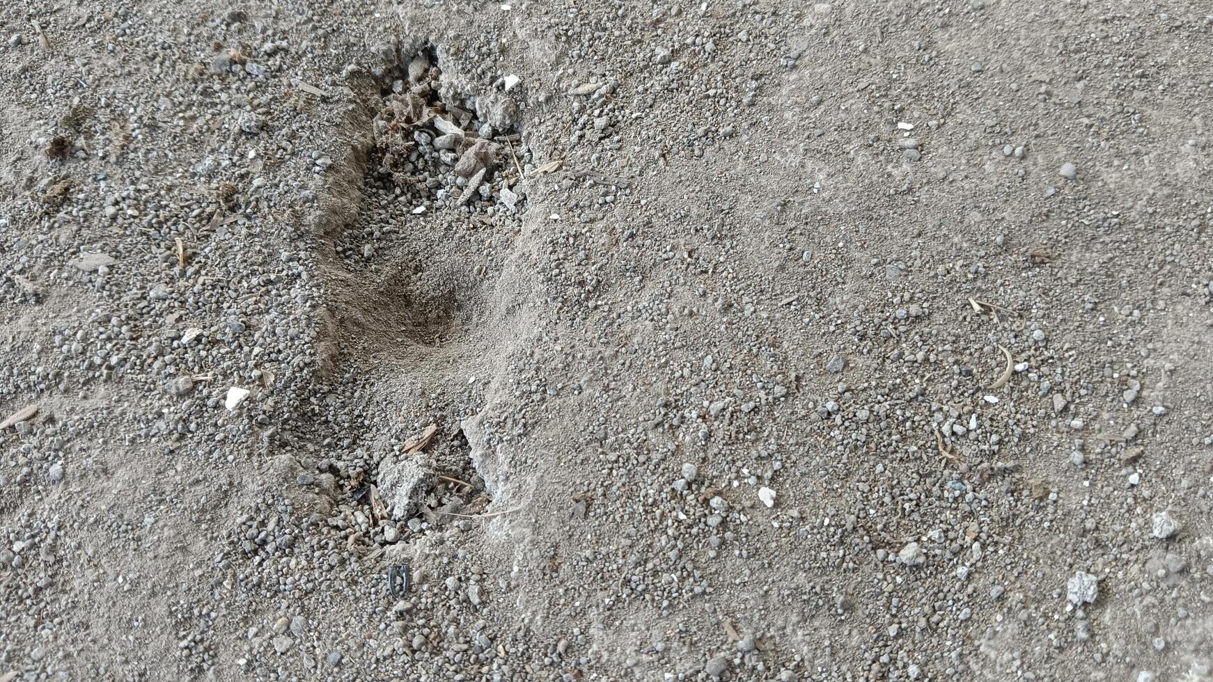 A close-up of a small, shallow hole in the ground, likely created by an animal digging. photo