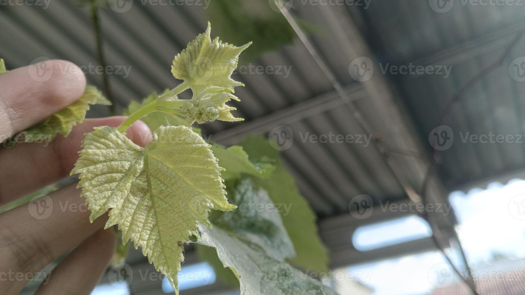 A close-up shot of a new sprout growing on a grapevine, with a hand gently holding the vine, signifying new beginnings and growth. photo