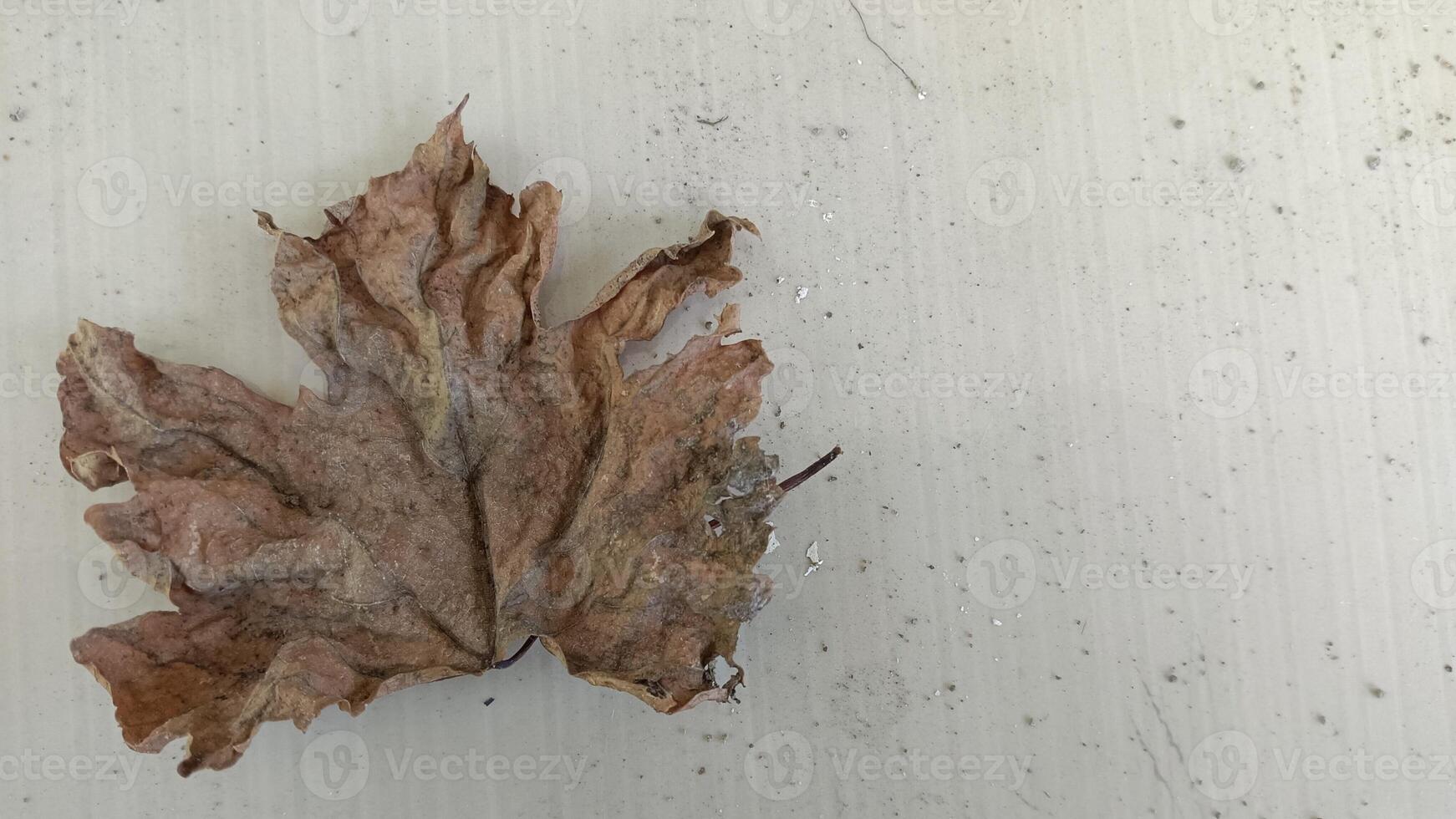 A single, dry, brown maple leaf lies on a light wood surface. photo