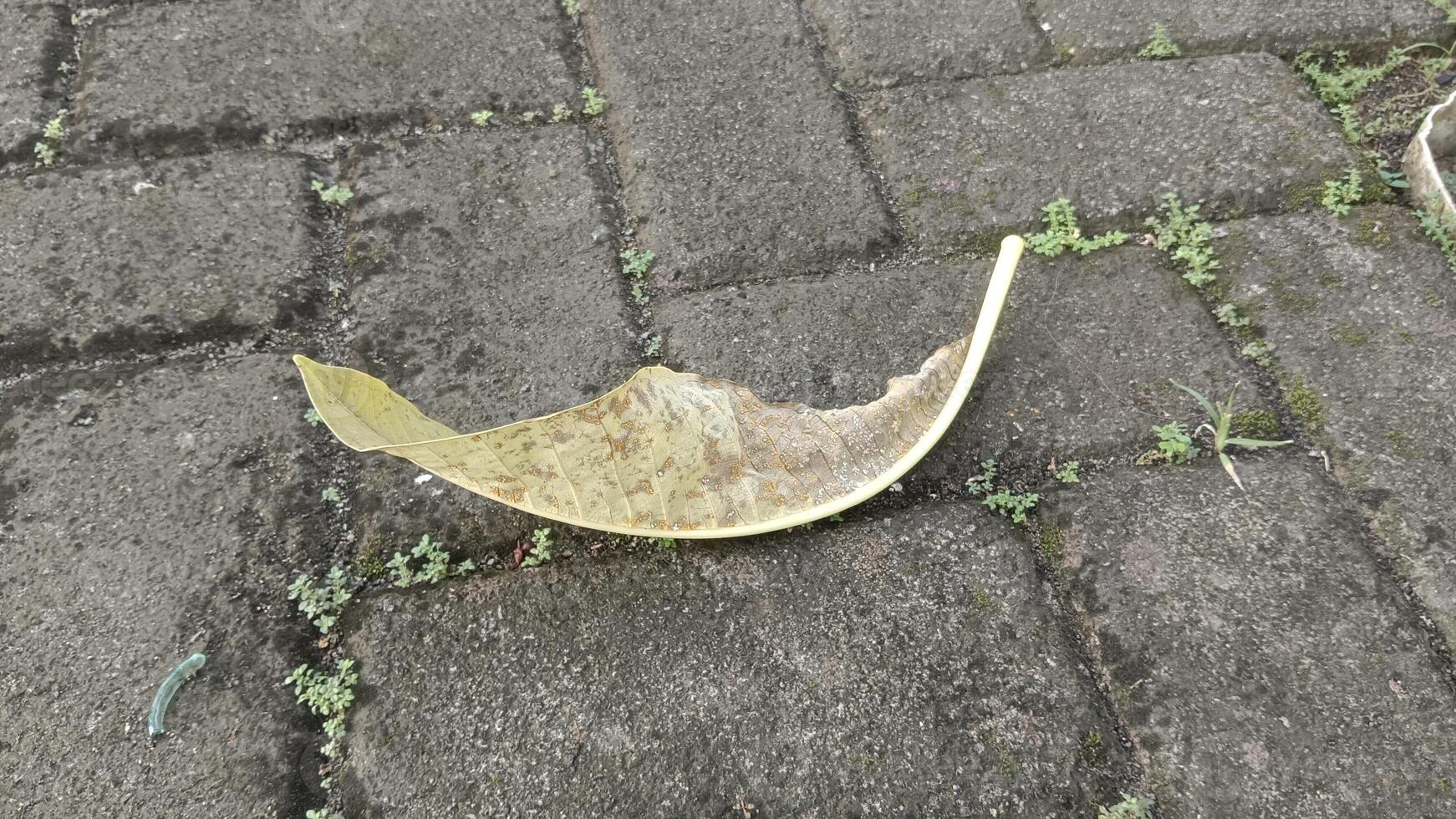 A dry, partially eaten leaf lies on a gray, brick-paved ground with a few blades of green grass. photo