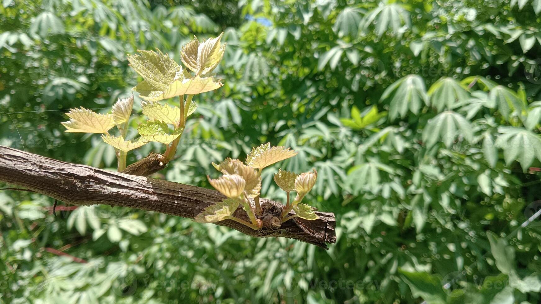 New growth on a grape vine branch with green leaves in the background. photo