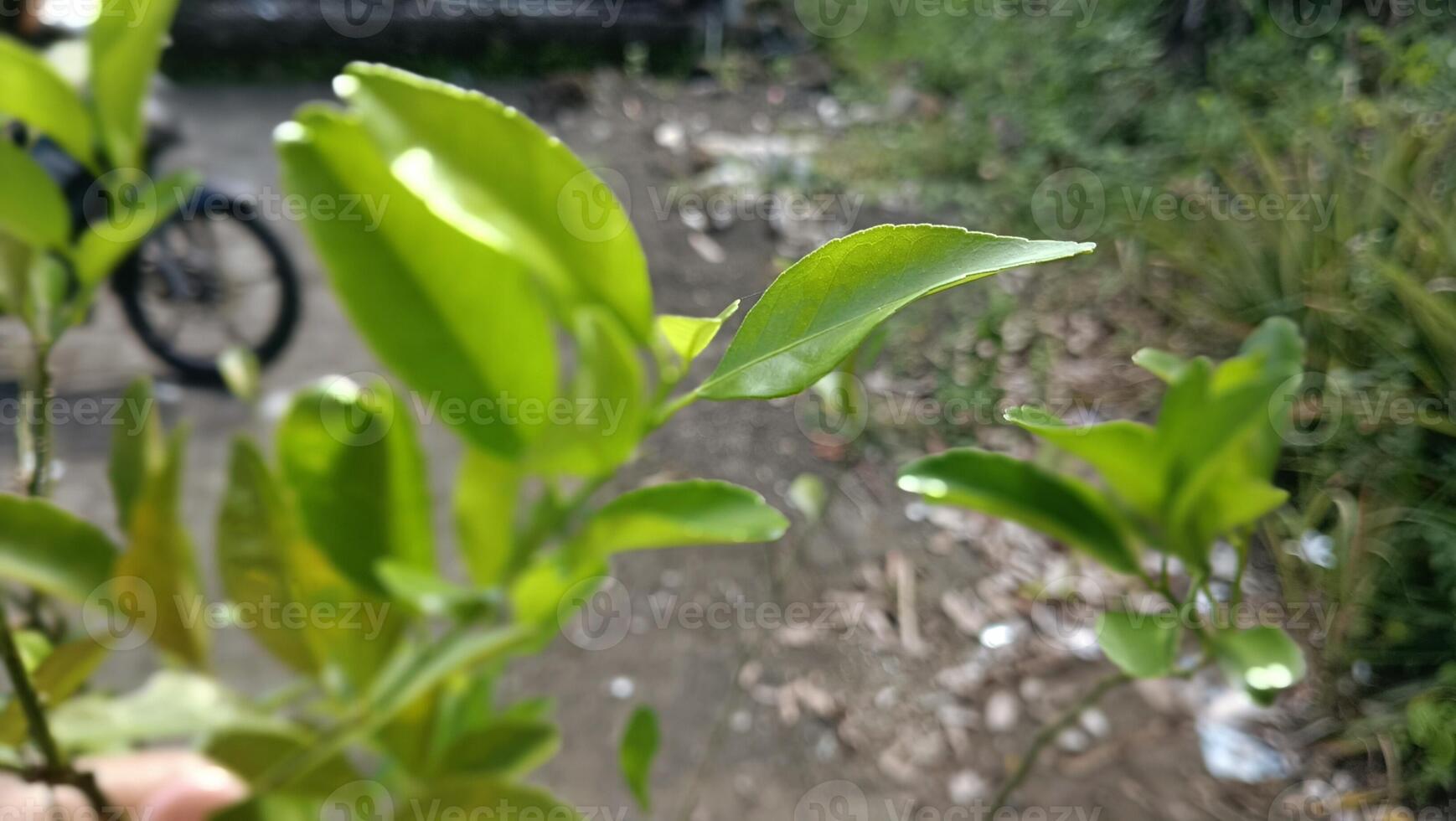 Close-up of fresh green leaves on a tree branch, with a blurred background of dirt and a motorcycle wheel. photo