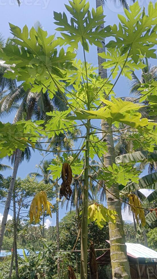 A papaya tree with its large leaves stands tall in the tropical sun, with ripe papaya fruits hanging from the branches. photo