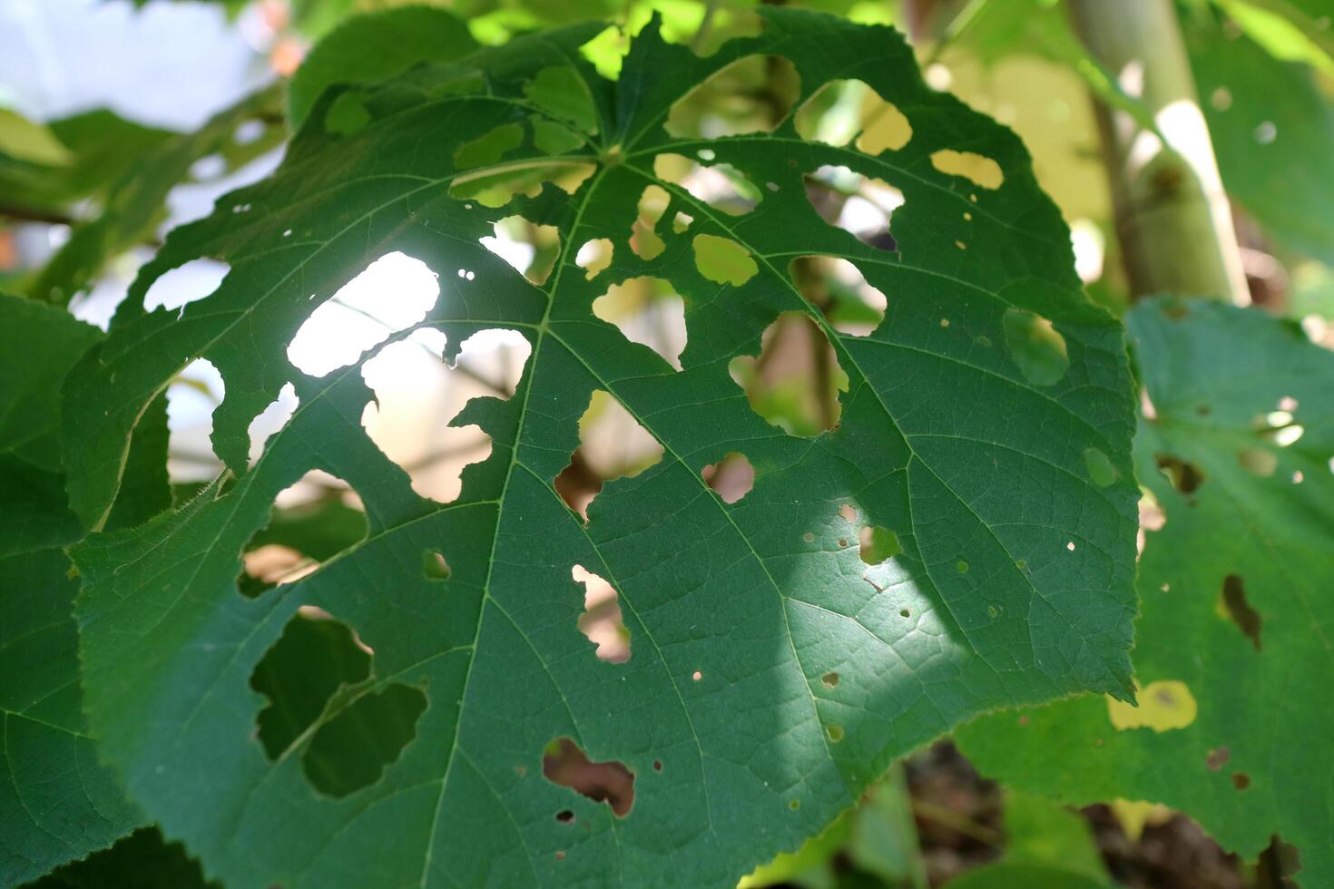 Melochia villosissimus glabrous leaf, heart shaped with a fresh green color, With several holes due to pest attacks photo