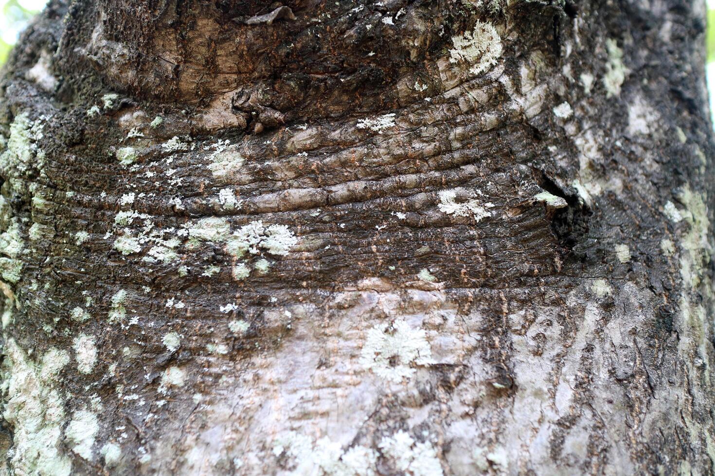 The texture of a tree bark covered in fungus spots, with the dominant colors being black and white photo