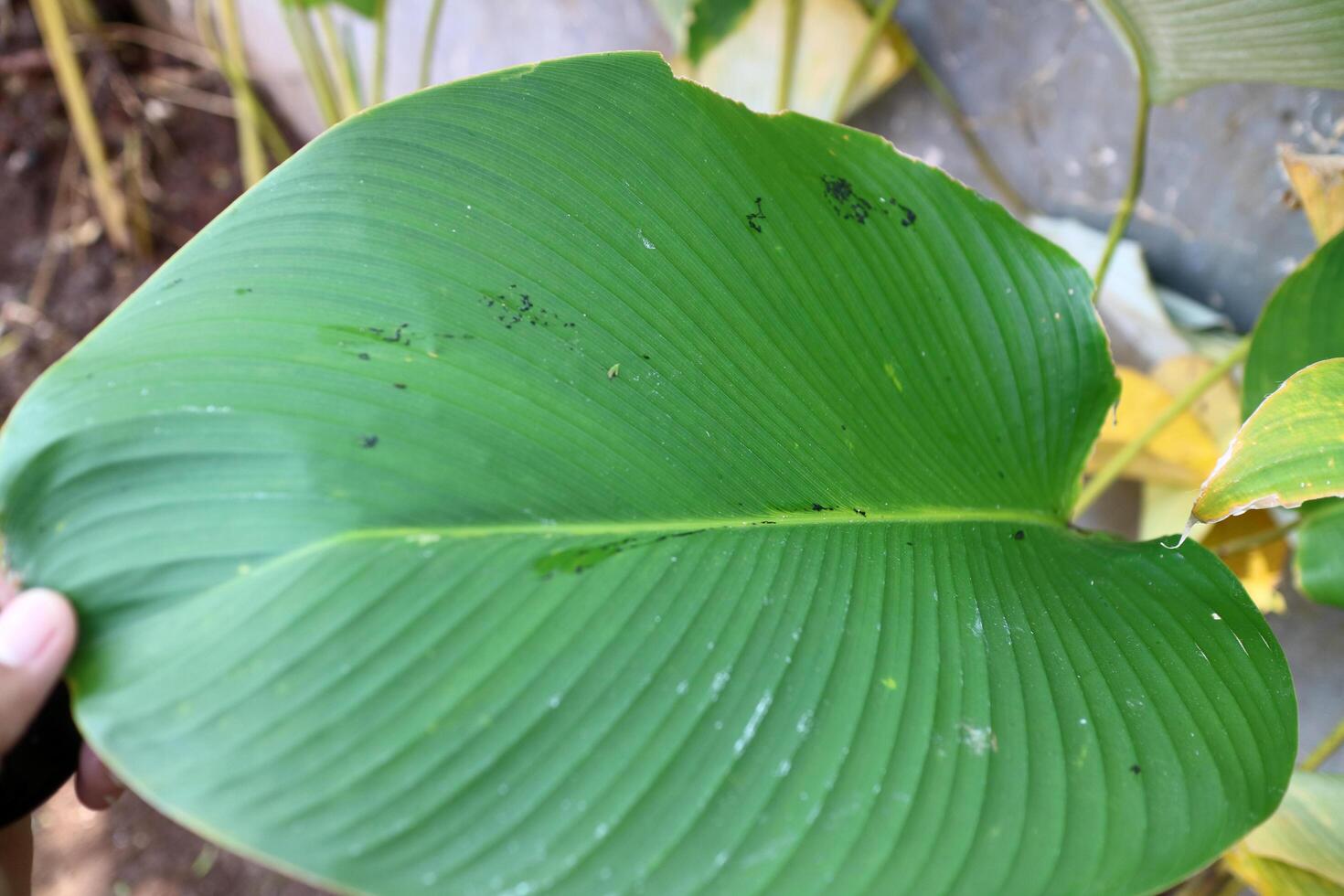 The leaves of a Calathea Lutea plant are quite large in diameter photo