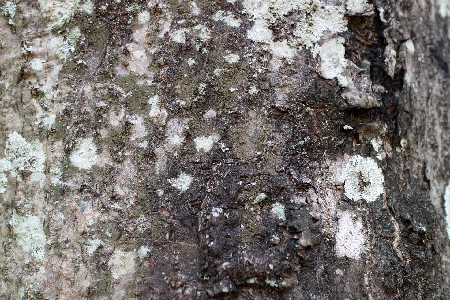 The texture of a tree bark covered in fungus spots, with the dominant colors being black and white photo