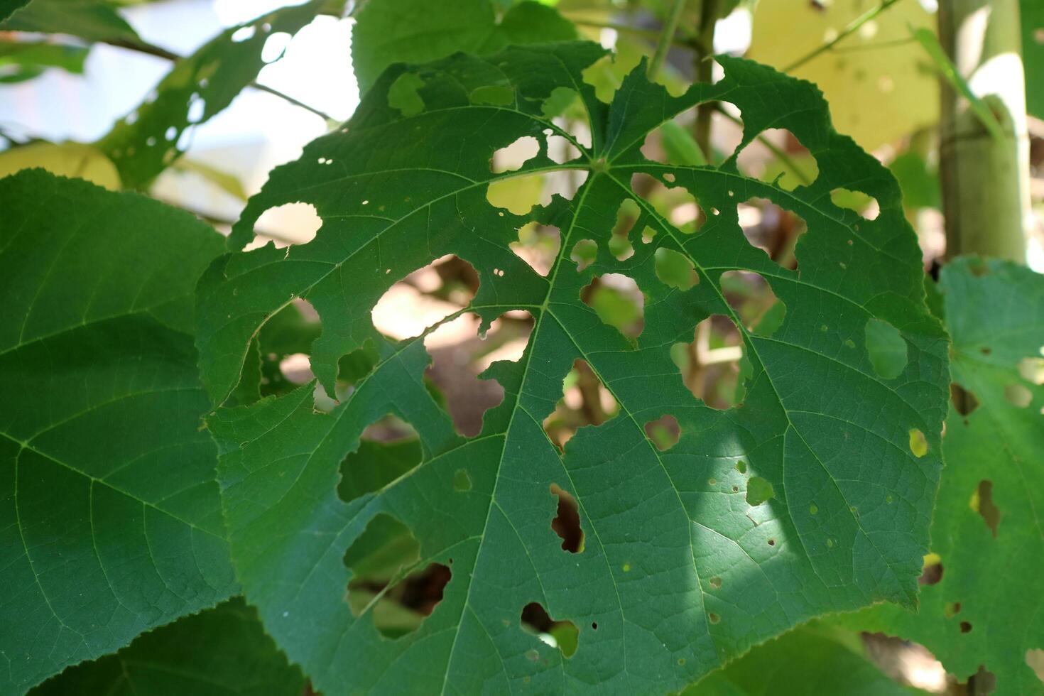 Melochia villosissimus glabrous leaf, heart shaped with a fresh green color, With several holes due to pest attacks photo