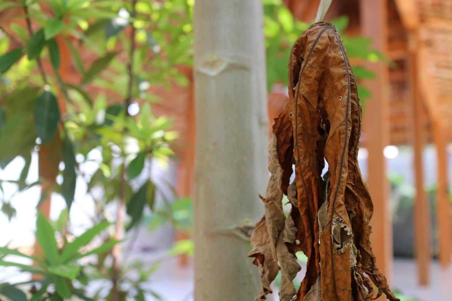 The leaves of a papaya tree are wilted and dry, but still attached to the tree in a garden during the day. photo