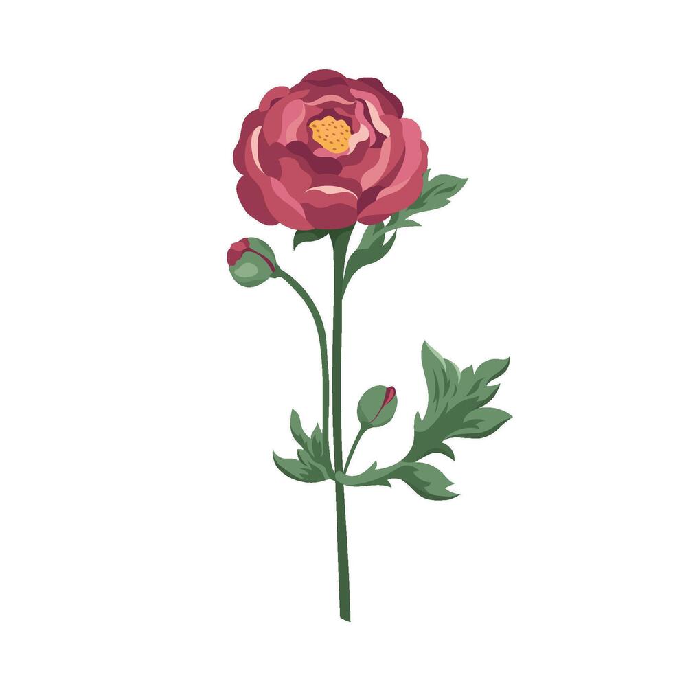 Burgundy ranunculus flower with buds Blooming buttercups flat plants design elements for print, card, flyer, banner isolated white background vector