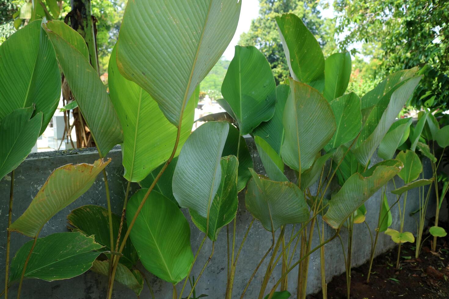 A bunch of Calathea Lutea with fresh green leaves on the side of a road photo