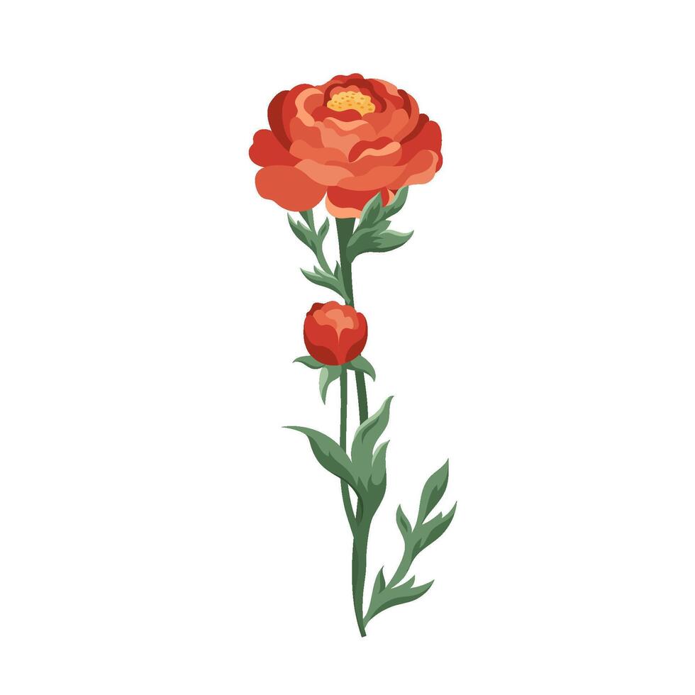 Dark red ranunculus flower Blooming buttercups flat floral plant design elements for print, card, flyer, banner isolated white background vector