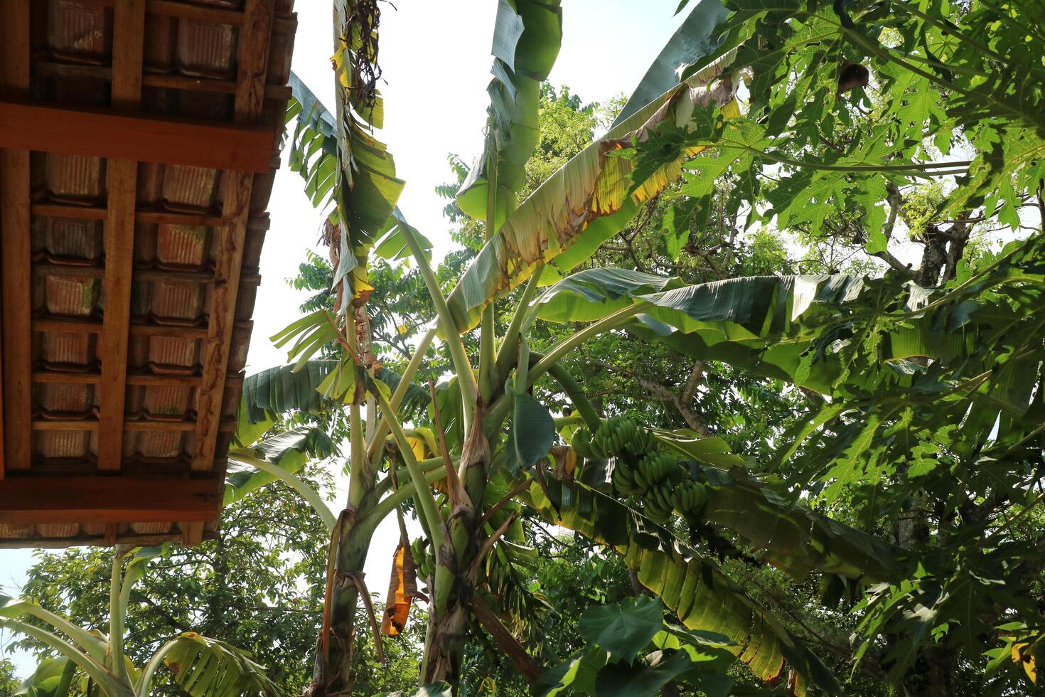 Some very tall banana trees with green and torn leaves, in a garden during the day photo