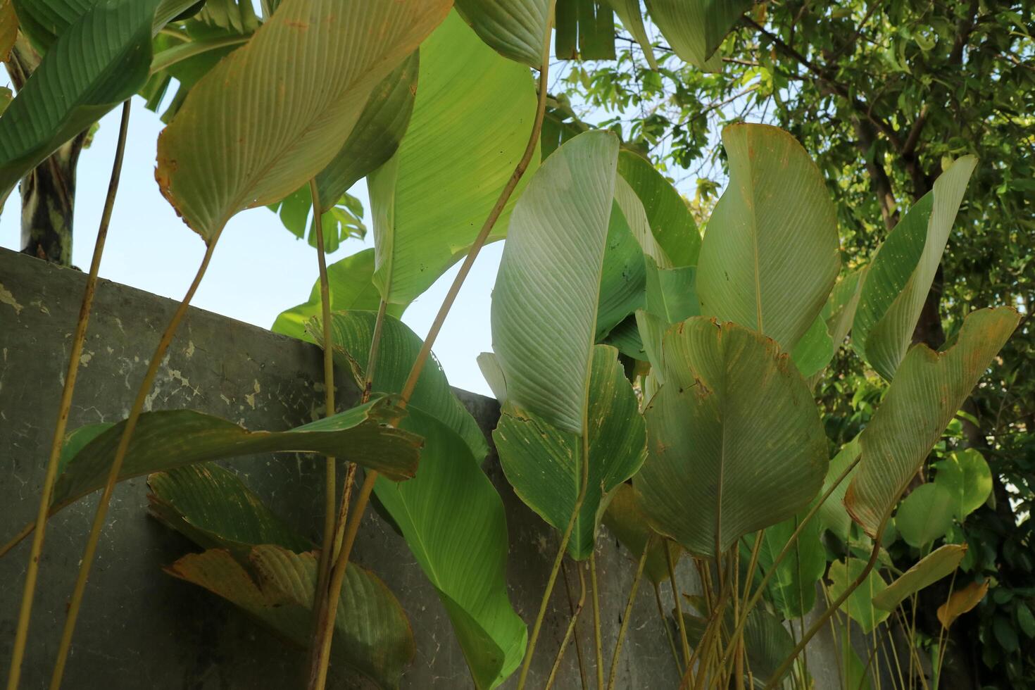 A bunch of Calathea Lutea with fresh green leaves on the side of a road photo