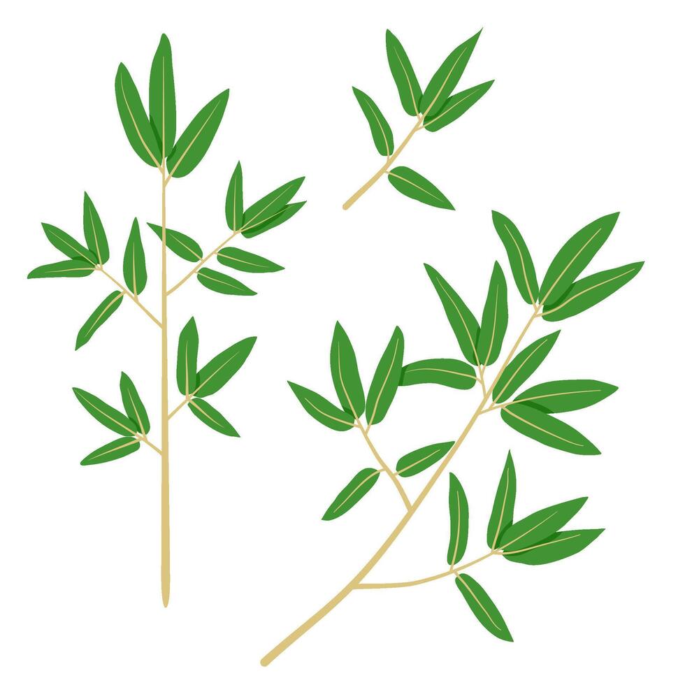 green bamboo leaves element vector