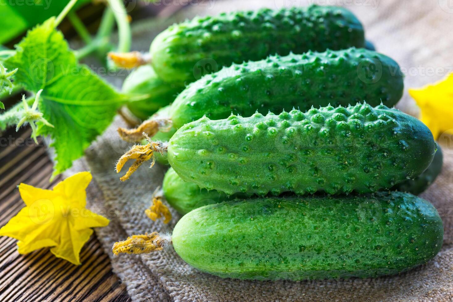 cucumbers on the wooden background photo