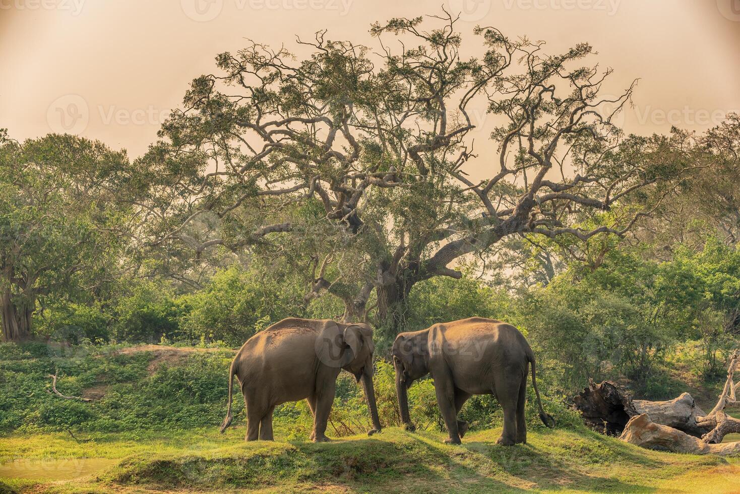 Sri Lanka group of wild elephants in jungle of Yala National Park photo
