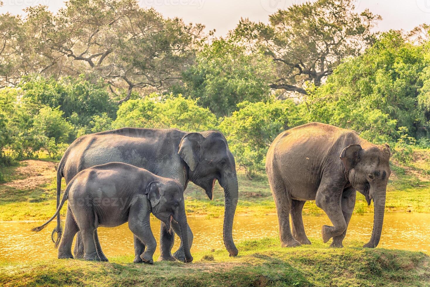 Sri Lanka group of wild elephants in jungle of Yala National Park photo