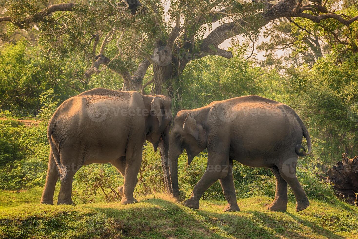 Sri Lanka group of wild elephants in jungle of Yala National Park photo