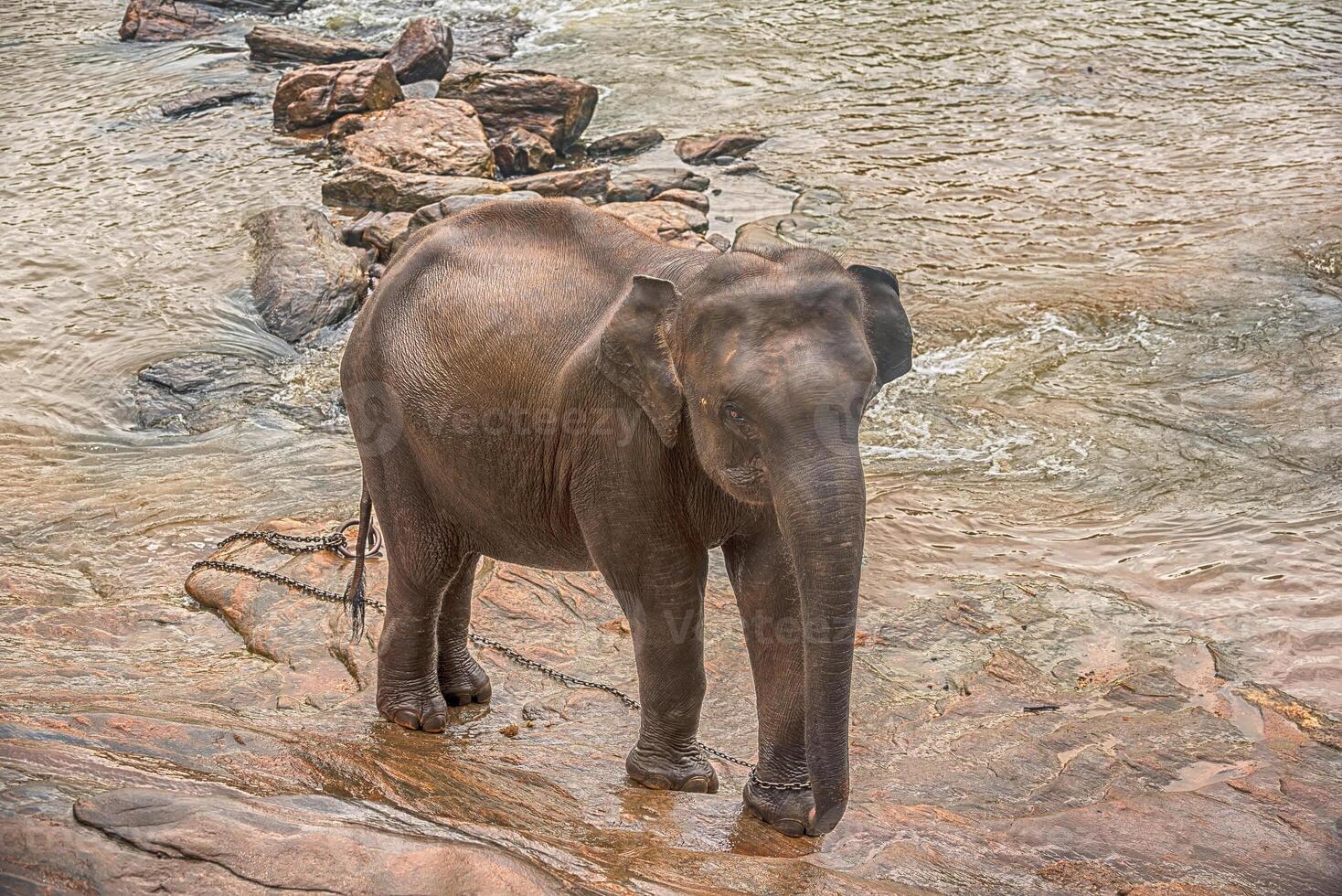 Sri lanka one elephant in drinking and be bathing place, Pinnawala, the largest herd of captive elephants in the world photo
