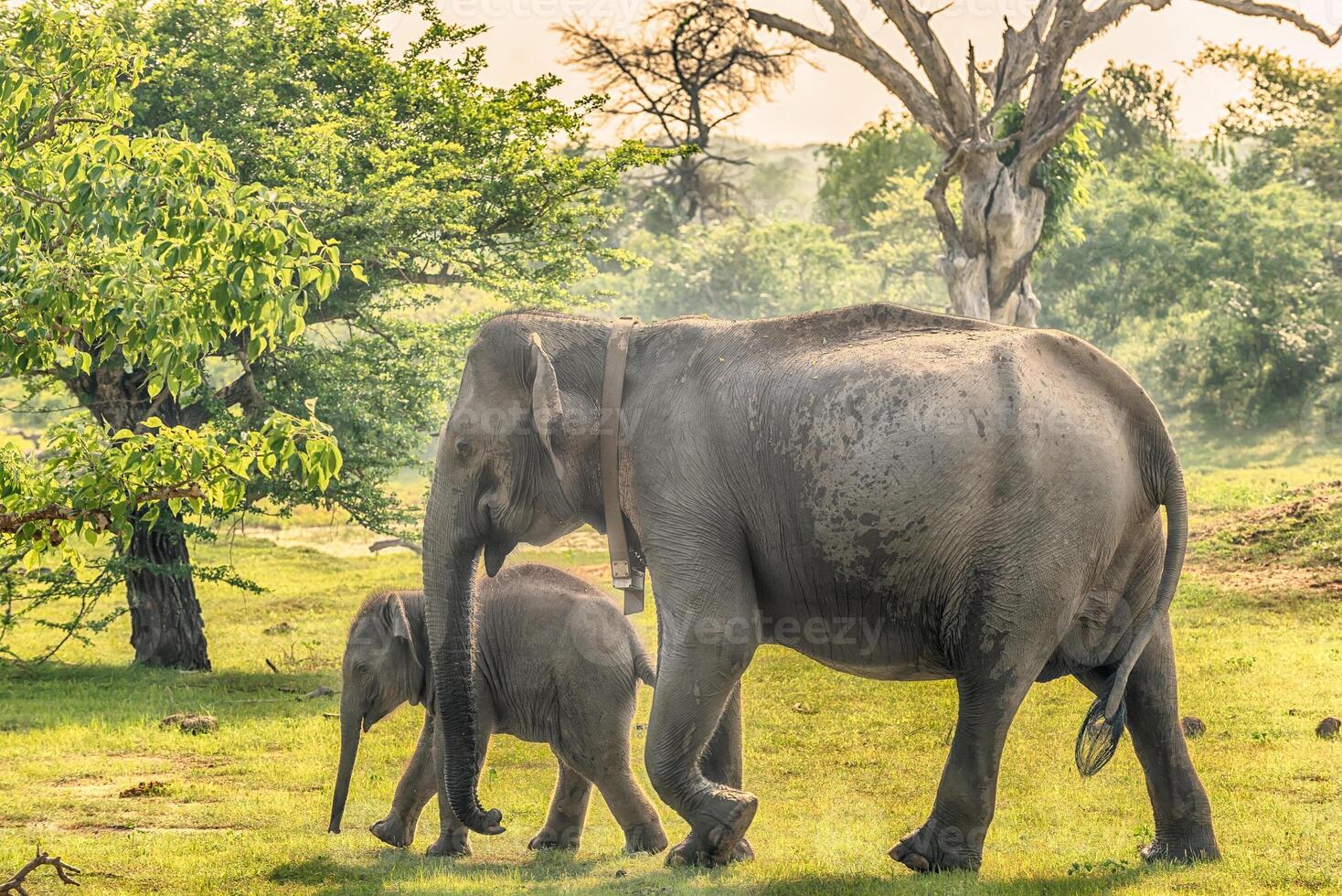 Sri Lanka family of wild elephants in jungle of Yala National Park photo
