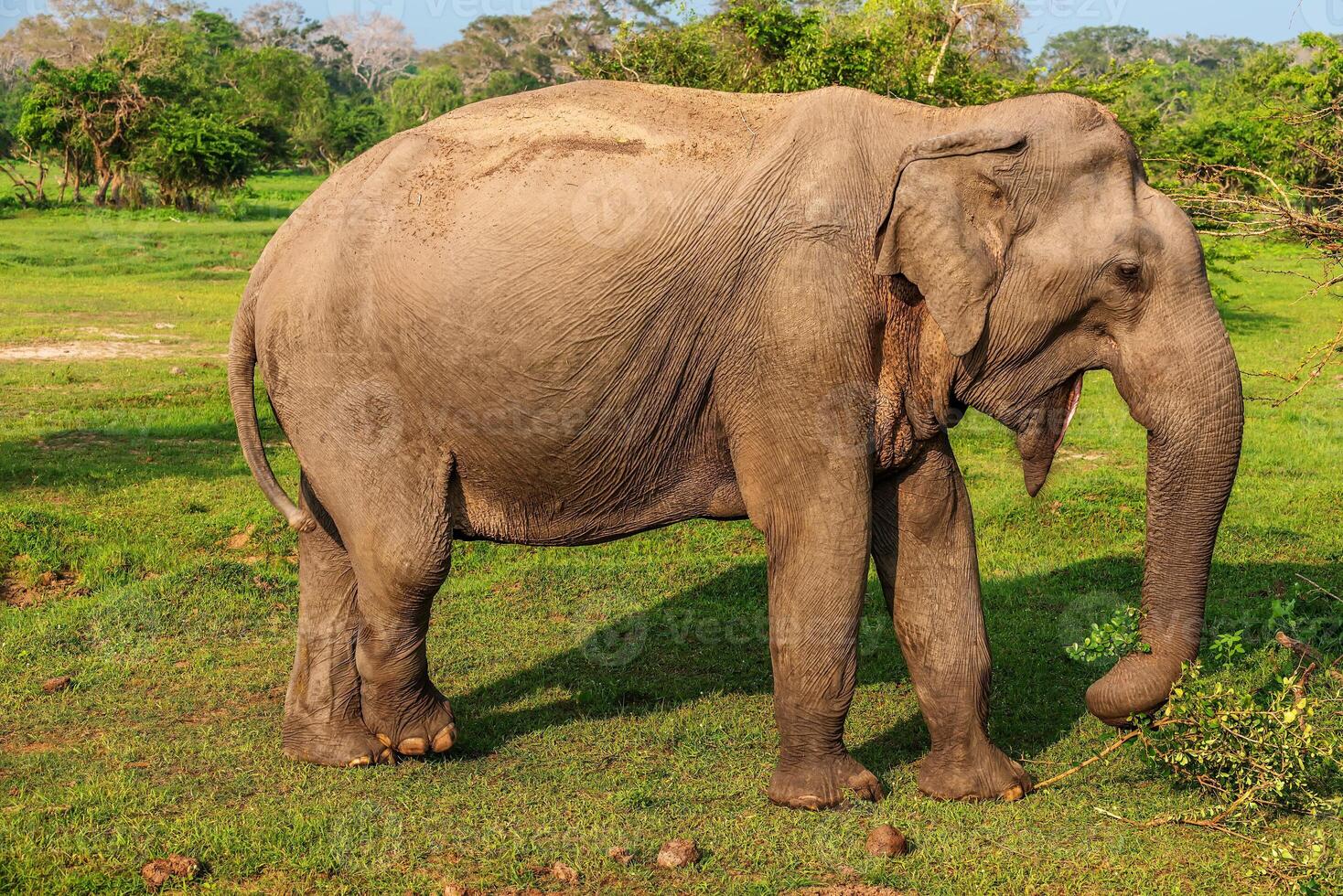 Sri Lanka wild elephant in jungle of Yala National Park photo