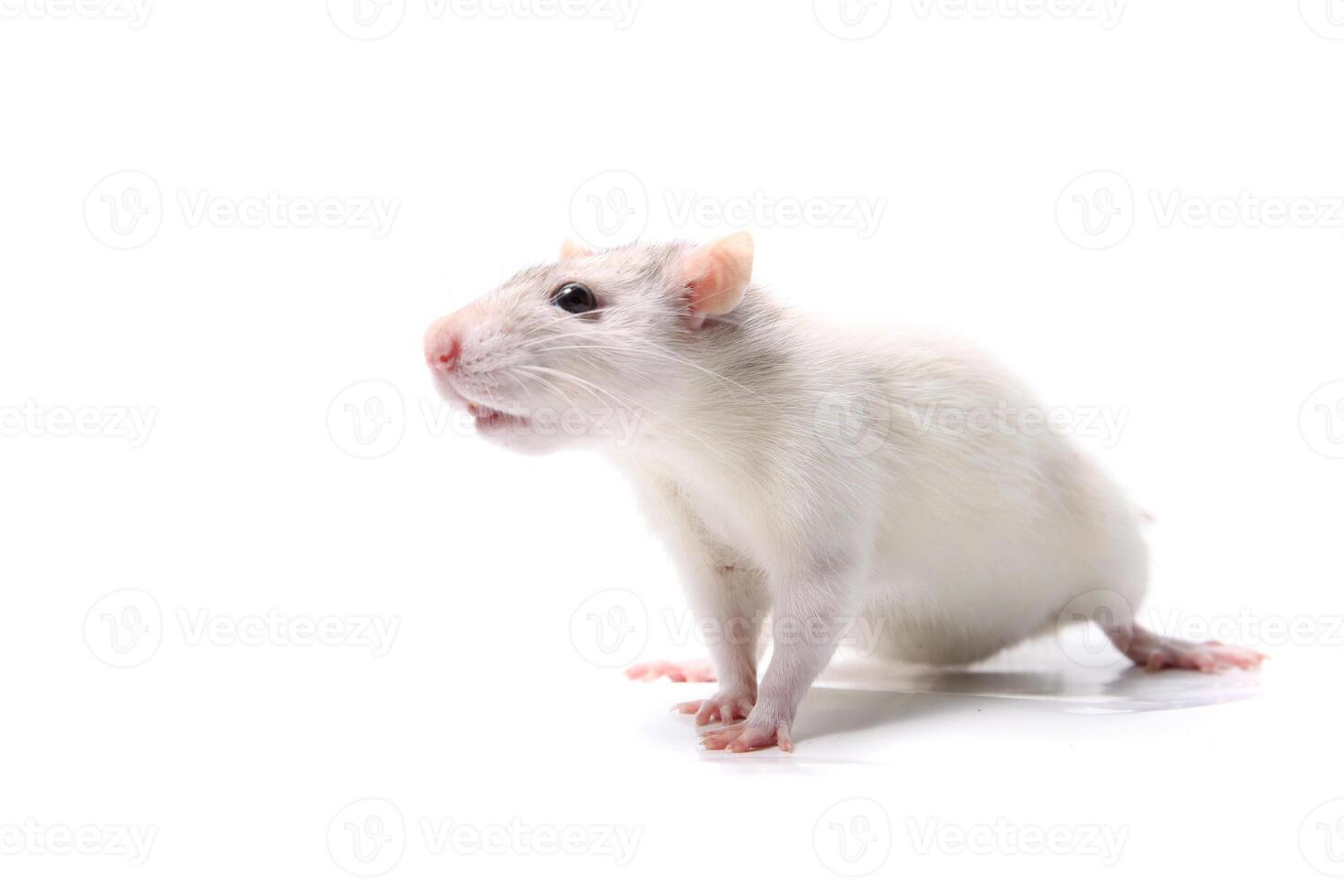 Curious baby rat photo