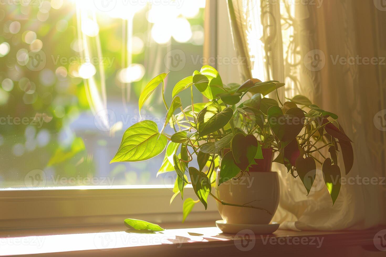 Houseplant Thriving in Sunshine by the Window, Bringing Natural Freshness to Your Indoor Space photo