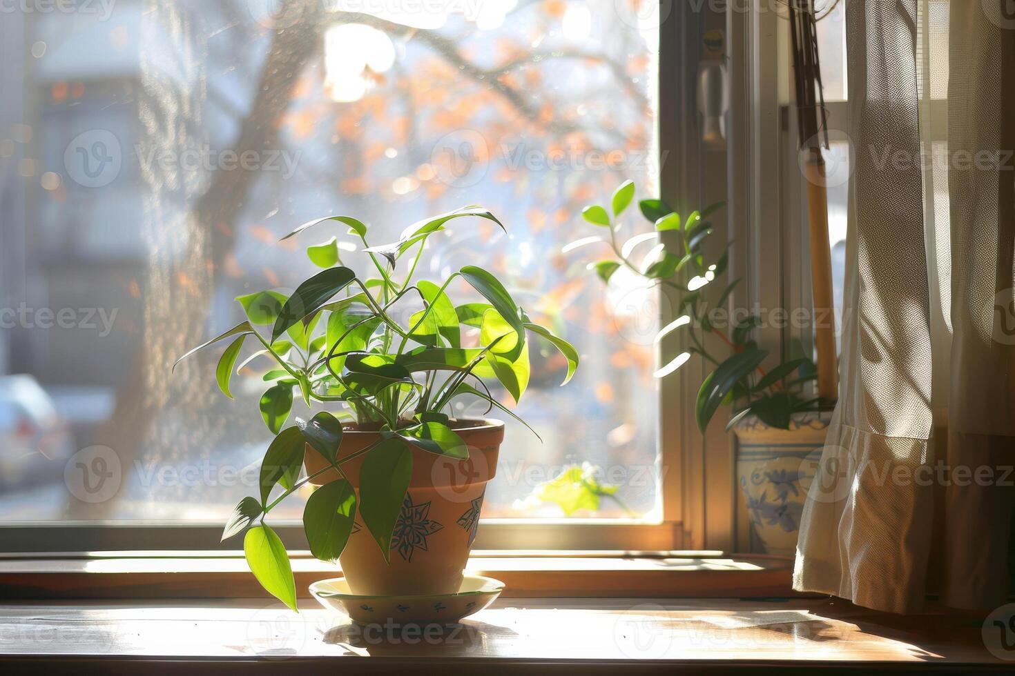 Houseplant Thriving in Sunshine by the Window, Bringing Natural Freshness to Your Indoor Space photo