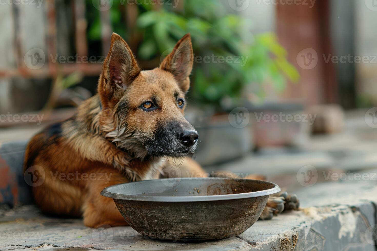 A Hungry Dog Waiting Next to an Empty Bowl, Hoping for Some Food photo