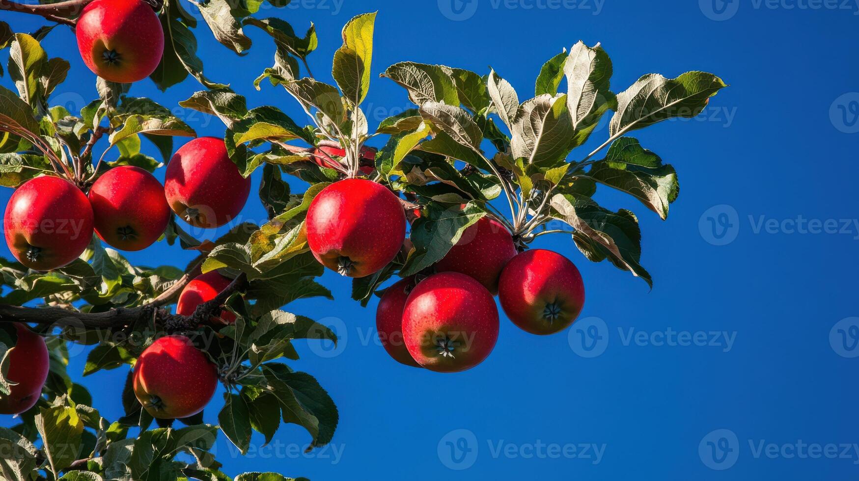 Abundant Red Apples Suspended from Tree Limbs photo